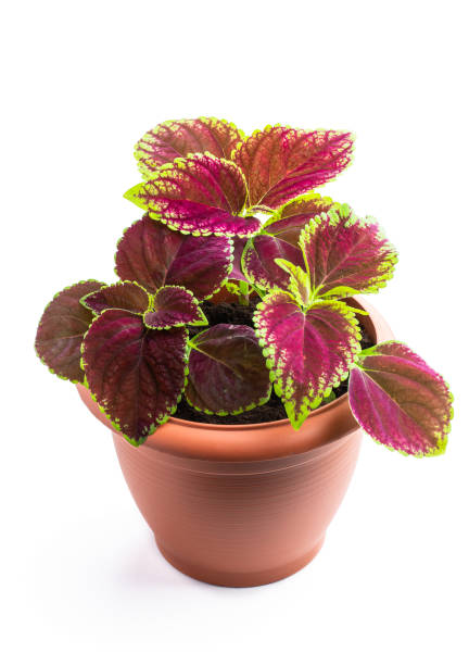 istock Germinating baby coleus plant in brown pot isolated on white 1401818491