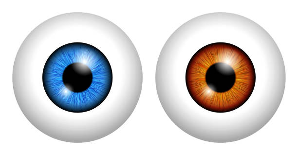 illustrazioni stock, clip art, cartoni animati e icone di tendenza di insieme di bulbo oculare umano realistico isolato o ravvicinato retina del bulbo oculare umano con pupilla e iride. vettore eps - bulbo oculare