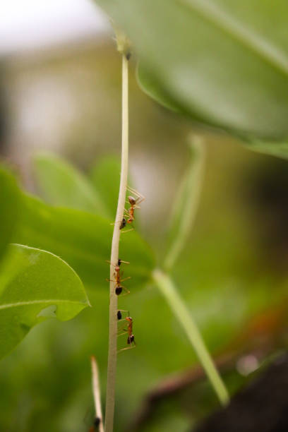 istock Red ants lined up on green leaf stalk 1401821495
