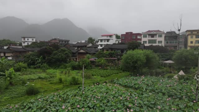 Aerial video of lotus plantation in the rain