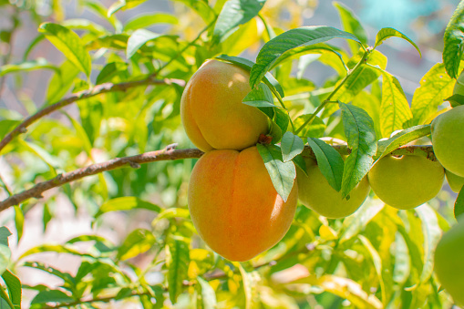 Several peaches hanging from a green branch of a tree in a botanical garden