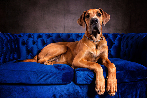 Great Dane Dog in the studio