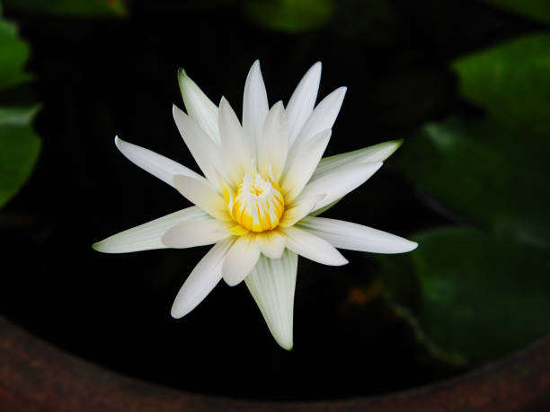 istock close up White lotus blooming yellow stamens dark blurred background 1401831945