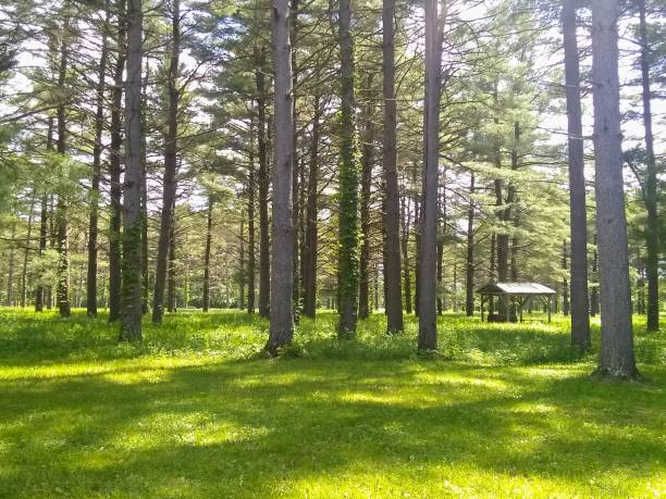 istock Trees and grass with picnic shelter in state park 1401831986