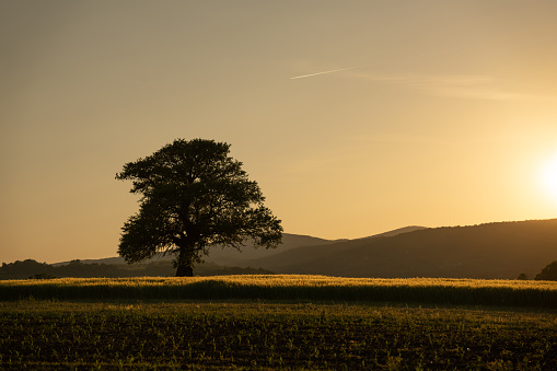 One tree on a meadow on a beautiful sunset.