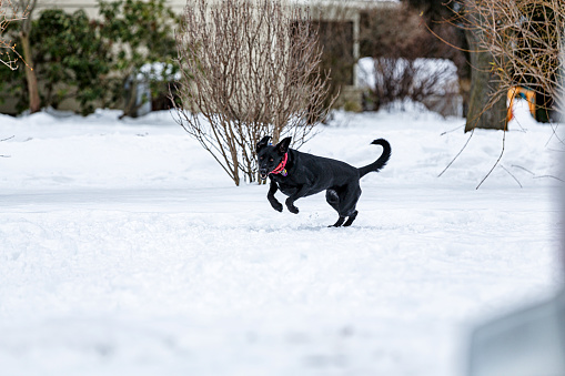 Young, playful two year old mixed breed female Labrador Retriever pet dog is frolicking joyfully - running and playing in her front yard which is covered in deep winter snow. Suburban residential district in western New York State near the city of Rochester.