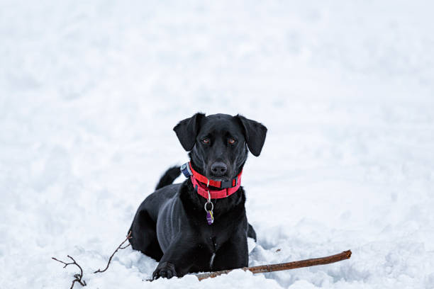 istock Playful Labrador Dog Resting With Large Stick in Winter Snow 1401833195