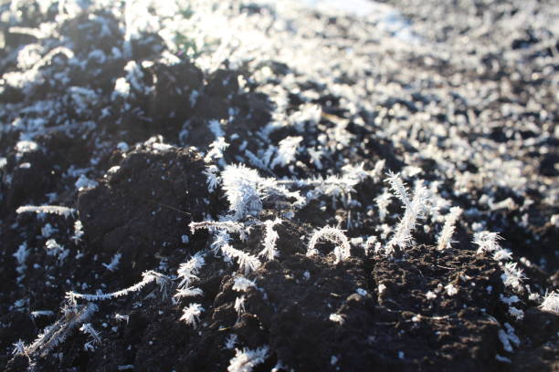 istock frost on dry grass in autumn ice crystals in nature cold climate 1401834108
