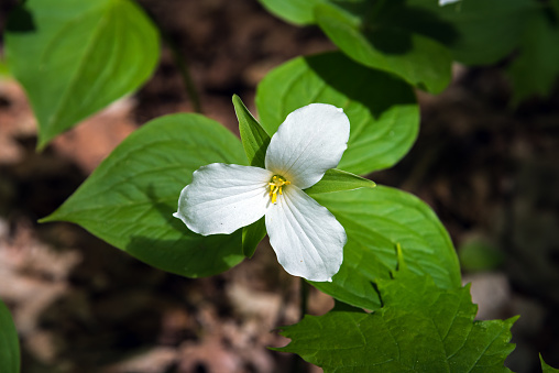 White Trillium Blooming in the Spring in Ontario forest
