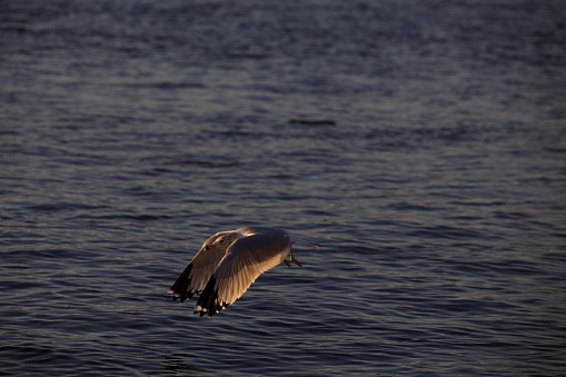 Seagull Flying at Mississippi River