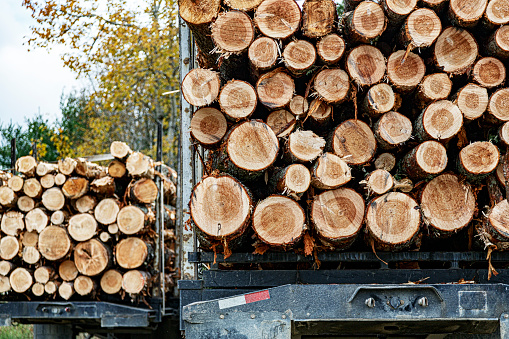 Rear view of two heavy logging lumber industry trailer truck flat trailers fully loaded with cut timber logs waiting to be shipped from this rural staging area to end customers.