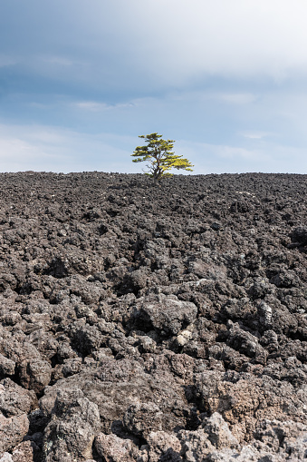 One single tree managing to survive in a large barren lava rock flow field showing strength and resilience.