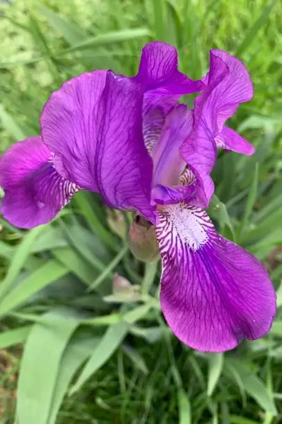 Purple iris majesty blooming in spring