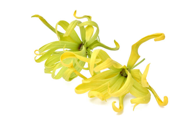 istock Ylang-ylang flower perfume tree on white background 1401842650