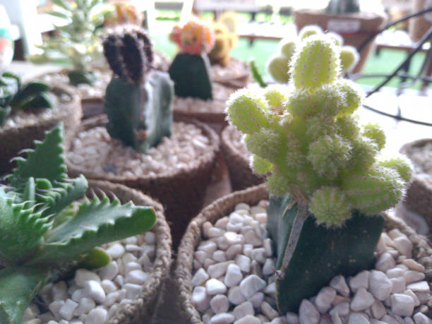 istock Green cactus plant on pot #2 1401842654