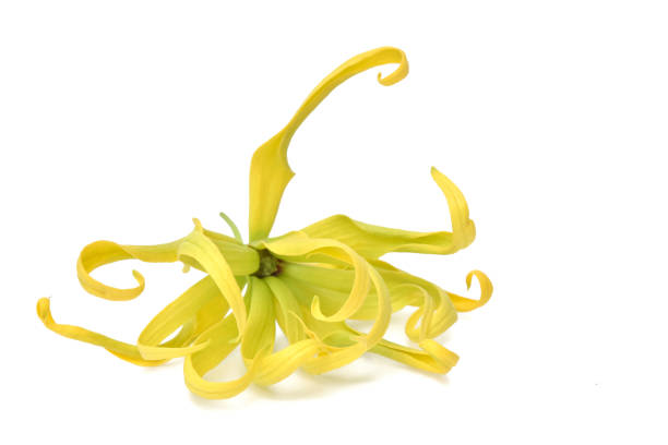 istock Ylang-ylang flower perfume tree on white background 1401842672