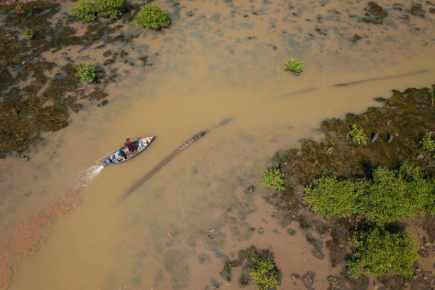 Drone view of a fisherwoman is putting fishing trap on a mangrove forest by Quan Tuong river, Nha Trang city, Khanh Hoa province