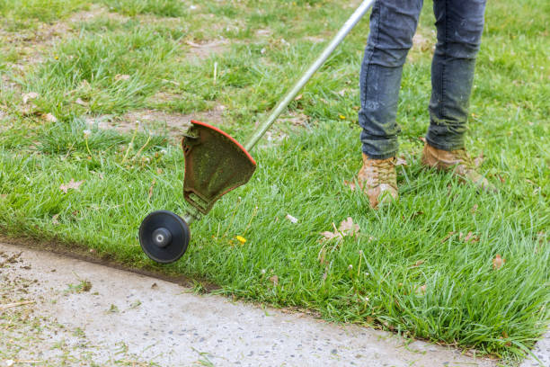 recortadora manual de césped de cadena de gasolina para cortar césped - hedge clippers weed trimmer grass lawn fotografías e imágenes de stock