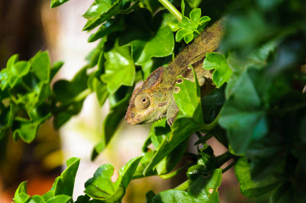 istock Green panther chameleon at Reunion Island 1401847438