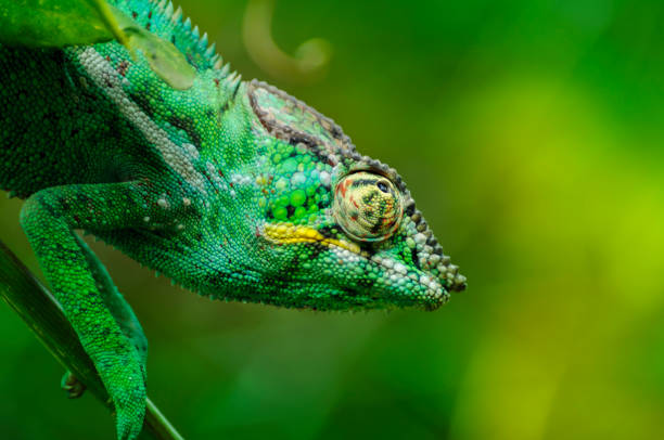 istock Green panther chameleon at Reunion Island 1401847468