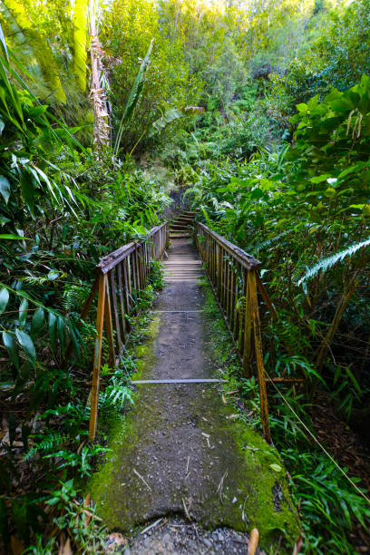 Lush tropical vegetation at Reunion Island Lush tropical vegetation at Reunion Island natural pattern pattern nature rock stock pictures, royalty-free photos & images