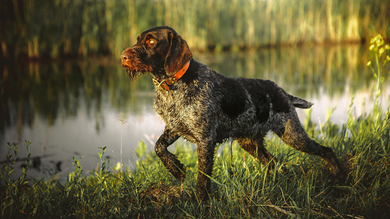 German wirehaired hound near a pond