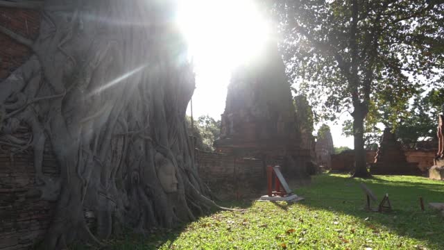 The Famous Buddha Face hiding in a tree roots in Ayutthaya, Thailand.