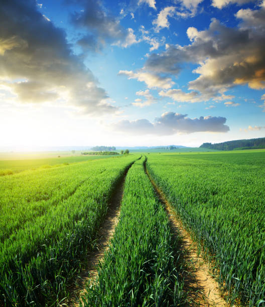 istock Dirt road in wheat field. 1401853271