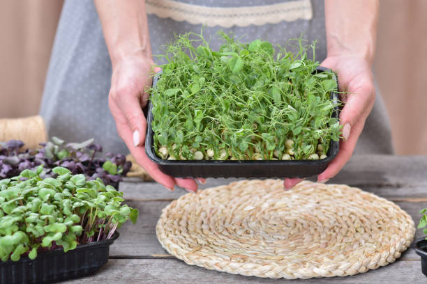 istock Close-up of female hands holding a plastic container with micro-greenery. 1401854289