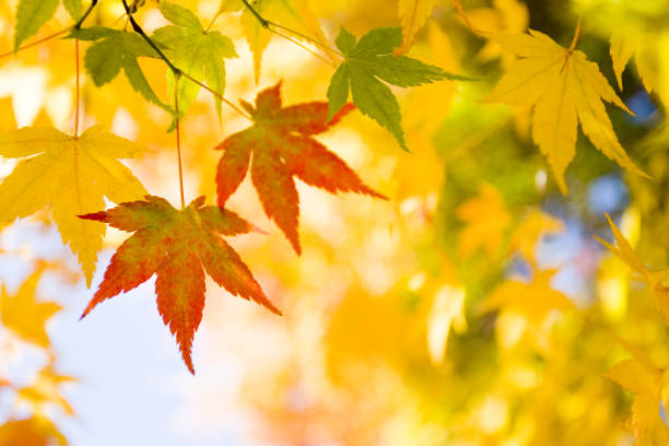 Autumn Colors In The forest
