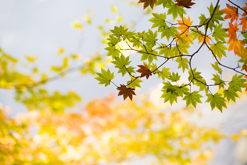 Early Autumn Colors In The forest