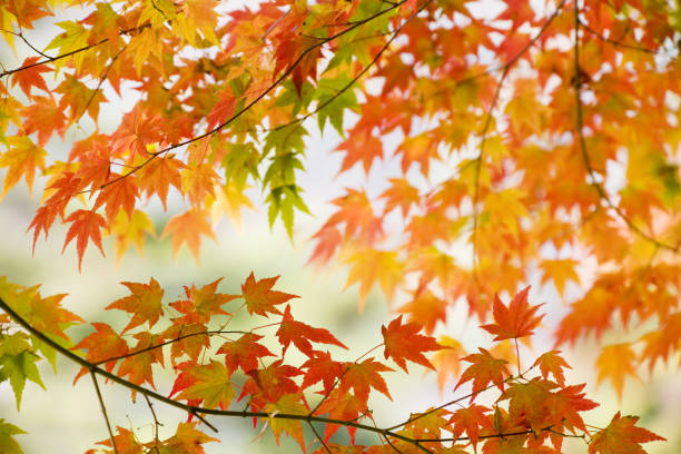 カラフルな秋の葉  - nature environmental conservation red japanese maple ストックフォトと画像