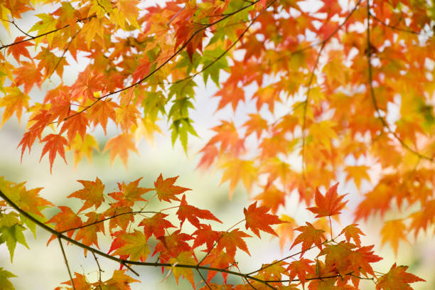 kolorowe jesienne liście - nature environmental conservation red japanese maple zdjęcia i obrazy z banku zdjęć