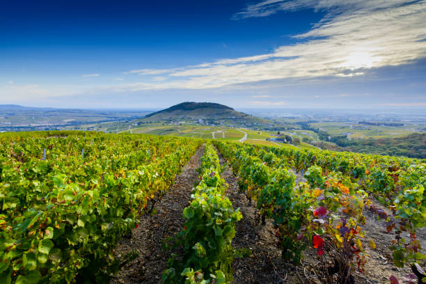 paysage et vignobles du beaujolais sur la colline du mont brouilly en france - beaujolais nouveau photos et images de collection