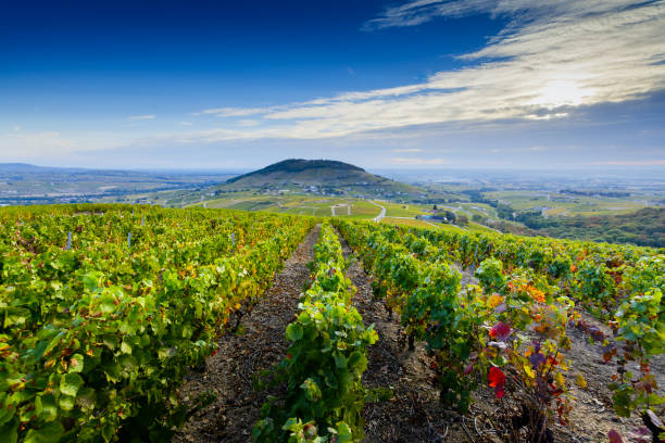 landcape e vinhedos de beaujolais no monte mont brouilly na frança - beaujolais - fotografias e filmes do acervo