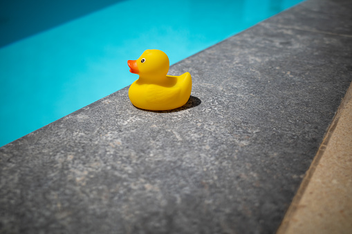 a yellow squeaky duck is on the edge of a swimming pool