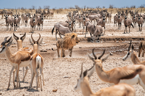 Male lion runs in the middle of herds of oryx and impalas. Etosha national park, Namibia, Africa