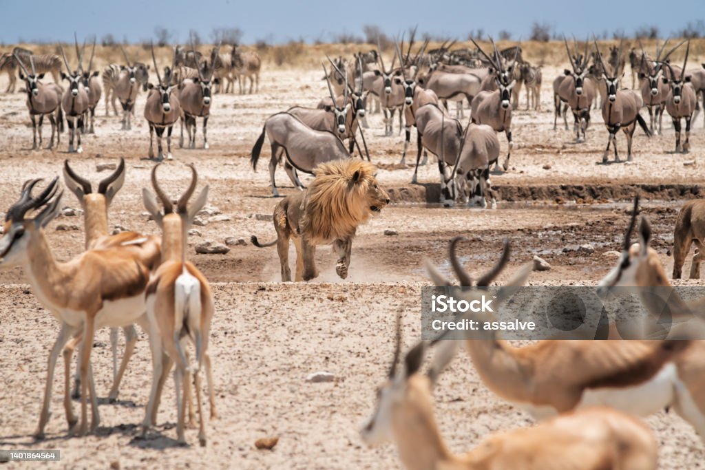 Male lion runs in the middle of herds of oryx and impalas. Etosha national park, Namibia, Africa Hundreds of eyes pointed on the lion. Herds of oryx and impalas looking for water at a rare waterhole in Etosha national park, Namibia, Africa Etosha National Park Stock Photo