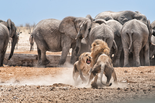 Two lions fighting in front of elephants at waterhole in Etosha national park, Namibia, Africa