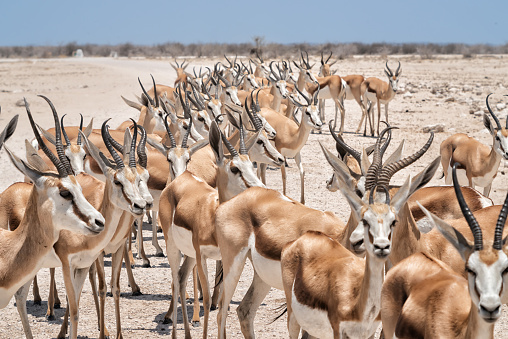 Herd of impalas waiting at waterhole for their turn to drink water. Etosha national park, Namibia, Africa