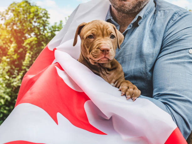 istock Attractive man holds a charming puppy. National holiday 1401866327
