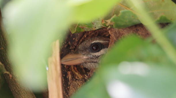 White-cheeked barbet peeping from its nest stock photo