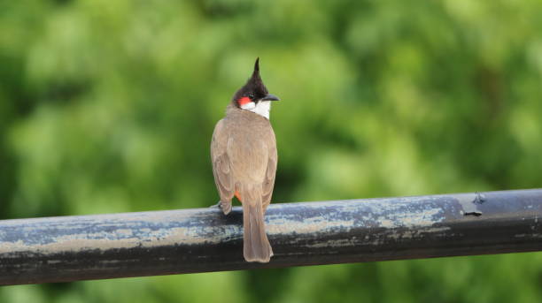 Red-whiskered bulbul perched on a fence stock photo