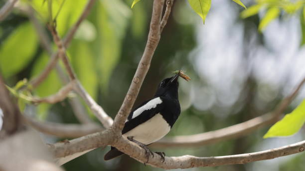 Oriental Magpie robin with an insect caught for food stock photo