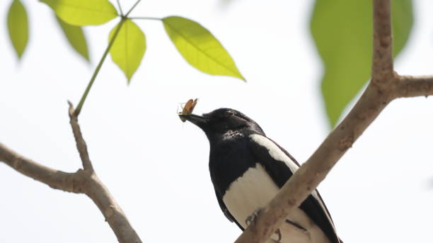 Oriental Magpie robin with an insect caught for food stock photo