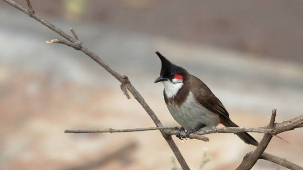 Red-whiskered bulbul perched on plant branch stock photo