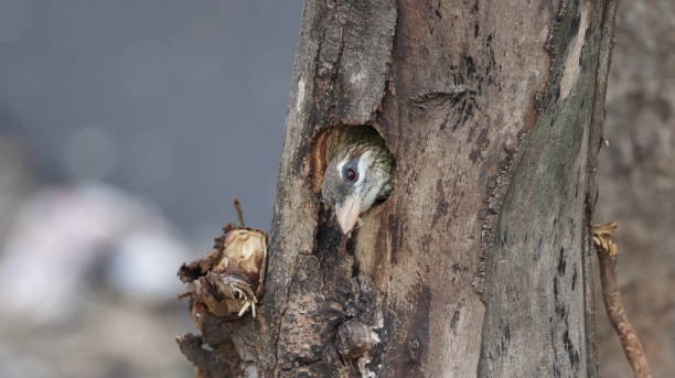 White-cheeked barbet peeping from its nest stock photo
