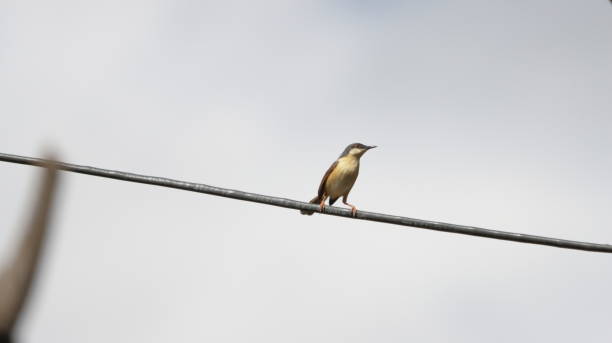 Ashy Prinia perched on a wire stock photo