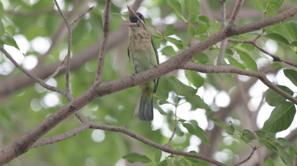White-cheeked barbet singing perched on a tree branch stock photo