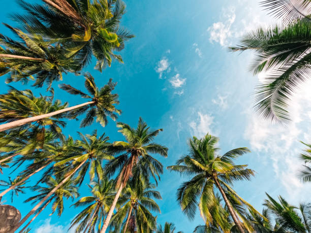 istock Beaches and coconut palms on a tropical island 1401867283